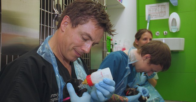 Small Animal Hospital