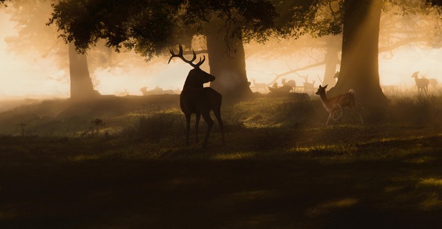 The Crown's Ancient Forest