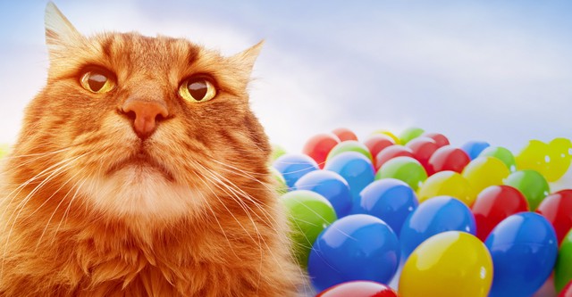 Cats 101