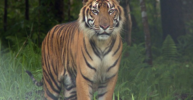 Sumatra's Last Tigers
