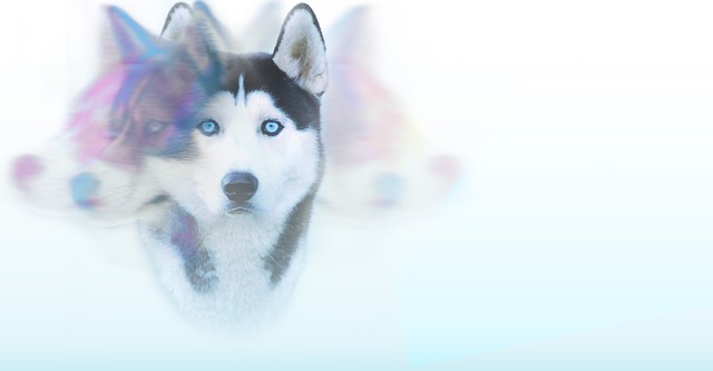 Iditarod: Toughest Race on Earth