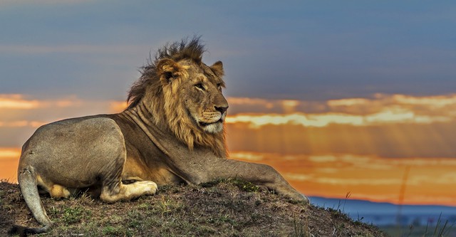 Big Cat Tales