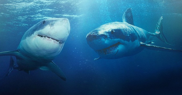 Shark Week
