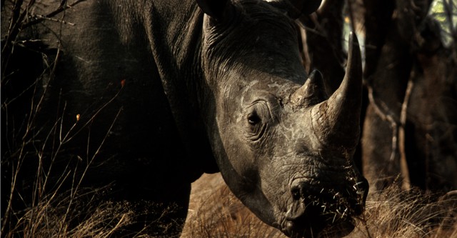 Battleground: Rhino Wars
