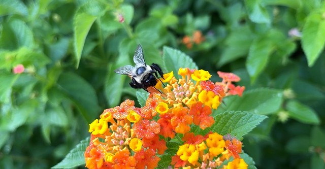 The Last Bumblebee