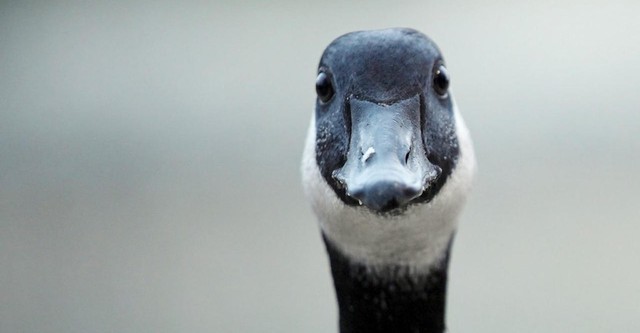 Modern Goose