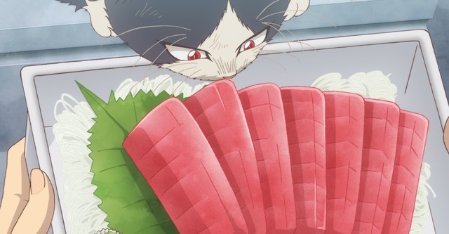 My Roommate is a Cat