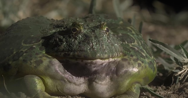 The Horned Frog