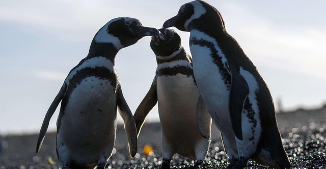 Epic Animal Migrations: Patagonia