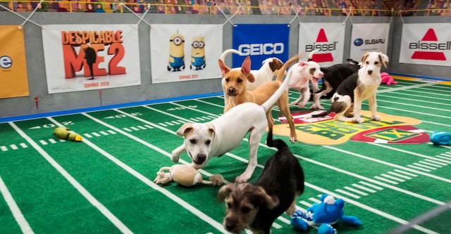 Puppy Bowl Presents: 20 Years of Puppies