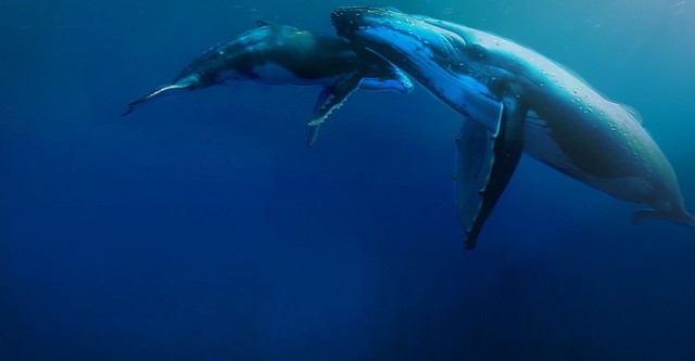 Titans of the Deep