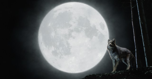 Wolfblood