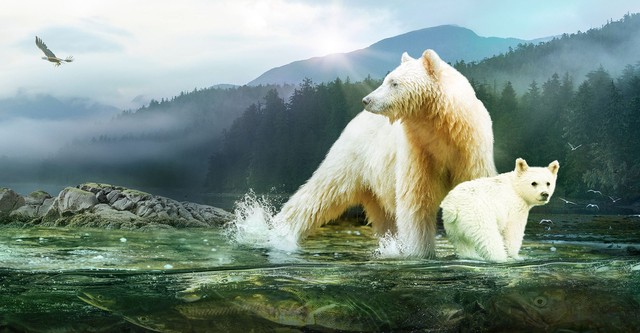 Great Bear Rainforest: Land of the Spirit Bear