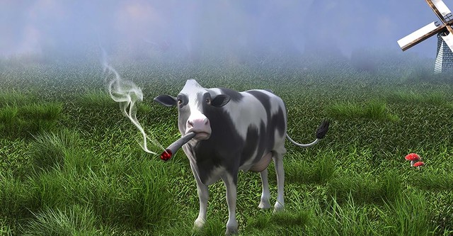 Sex, Drugs & Bicycles