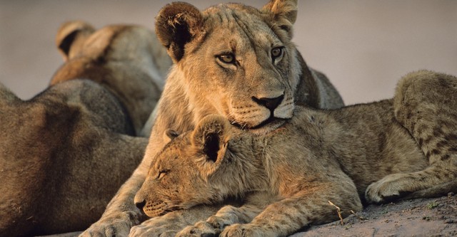 Big Cats, Small World