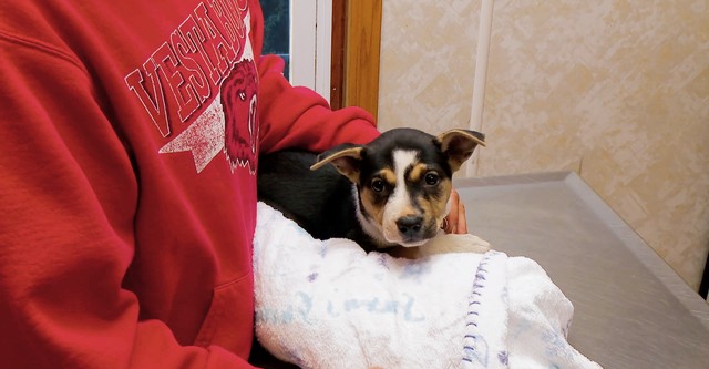 The Incredible Dr. Pol