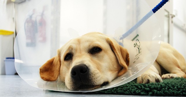 The Supervet: Noel Fitzpatrick
