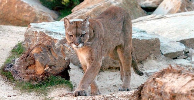Seehund, Puma & Co.