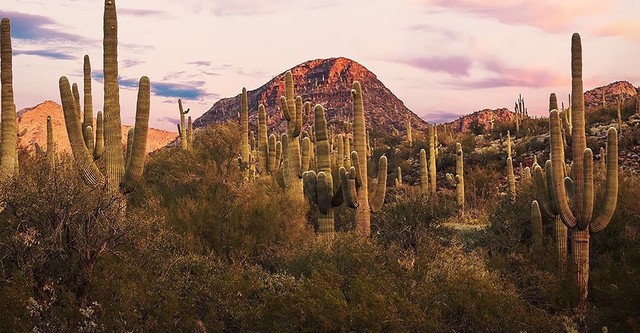 Wild Mexico
