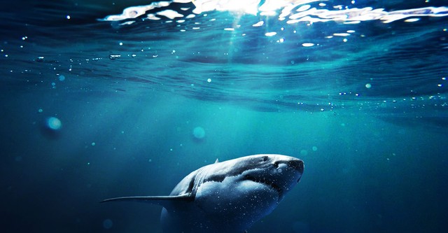Ocean Predators