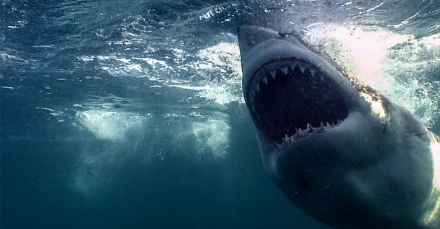 Ocean Predators