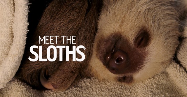 Meet the Sloths