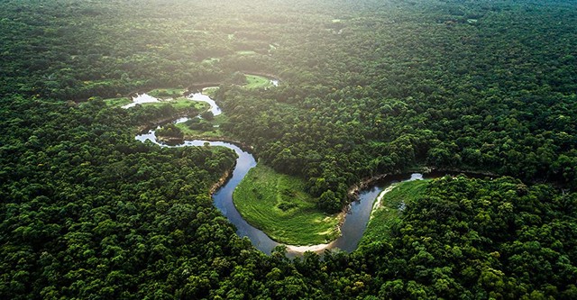 Amazonia Inc