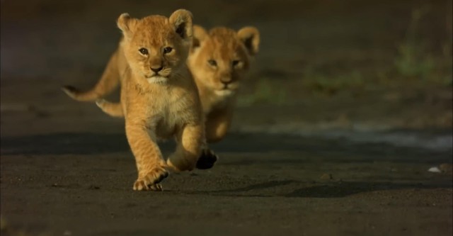 Africa's Predator Zones