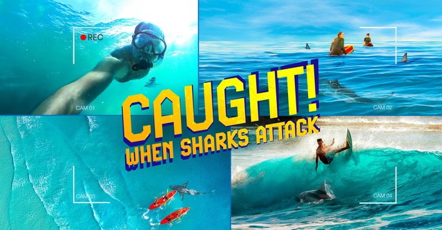When Sharks Attack