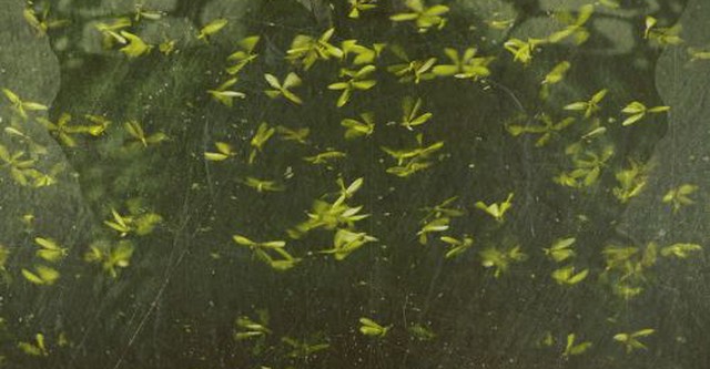 The Mothman Sightings