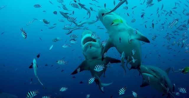 Das Great Barrier Reef - Schatzkiste der Natur