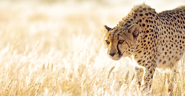 Die Jagd – Auf Leben und Tod