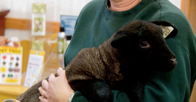 The Incredible Dr. Pol