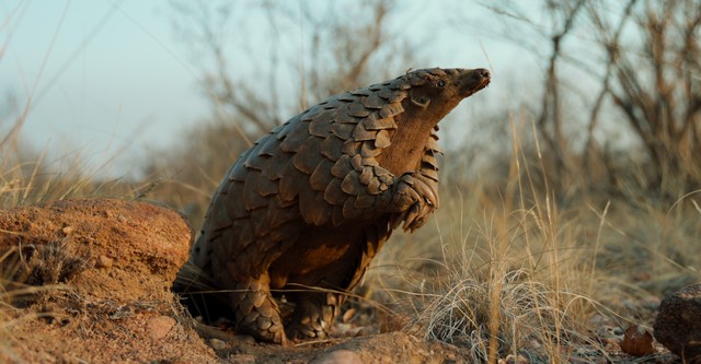 Pangolin: Calea lui Kulu