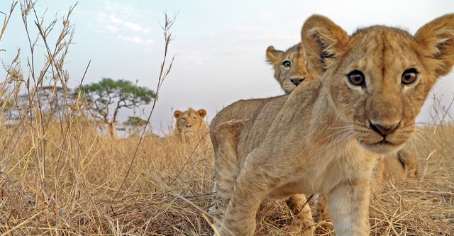 Serengeti