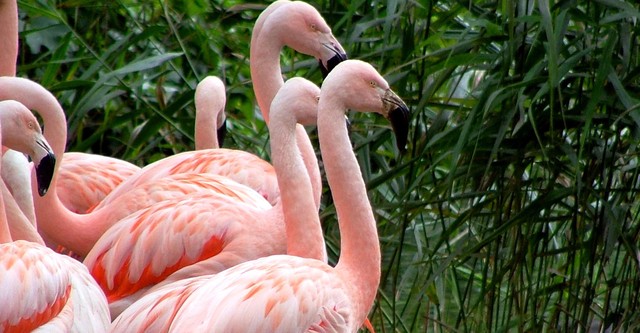 The Zoo