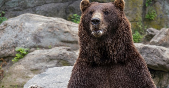 Bronx Zoo - Tierpark der Superlative
