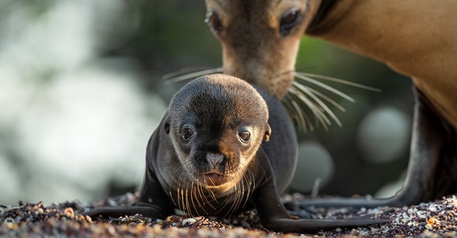Otaries des Galápagos