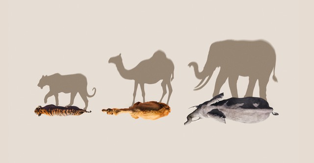 Mammals