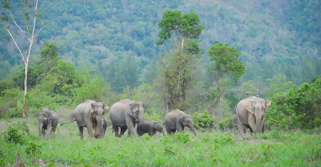Thailand's Wild Side