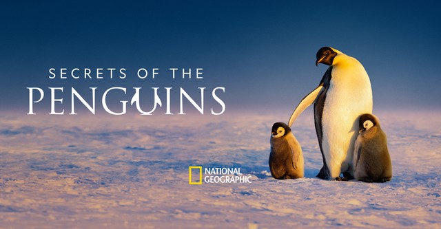 Μυστικά των Πιγκουίνων