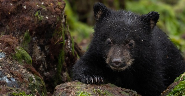 Islands: Nature's Wild Laboratories