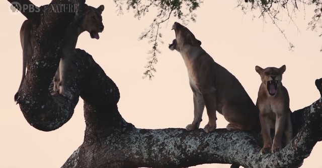 Katavi - Africa's Fallen Paradise
