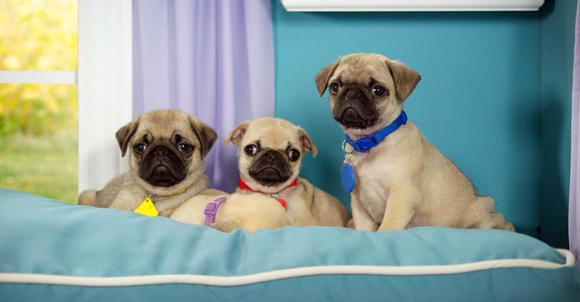 Cutie Pugs