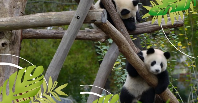 Pit und Paule … tierisch prominent