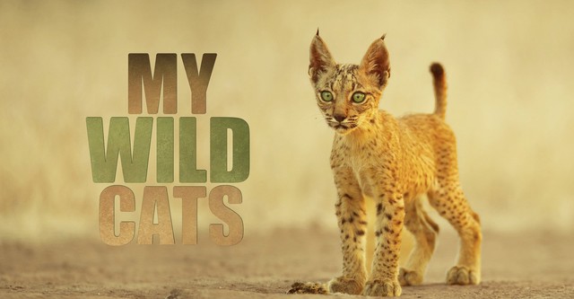 My Wild Cats