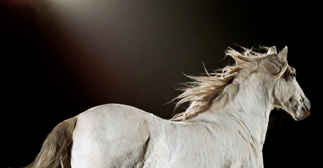 Equus: Story of the Horse