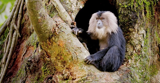 Primates