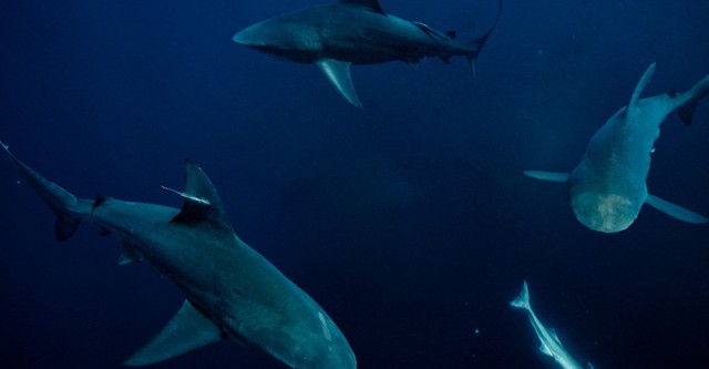 Super Shark Highway
