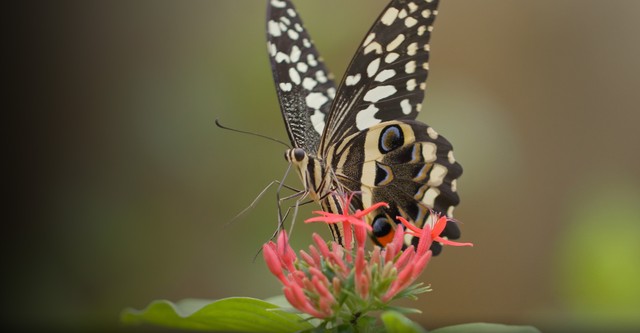 Bugs That Rule the World